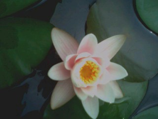 크게보기