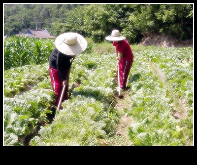 크게보기